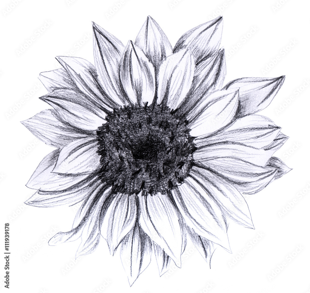 Obraz premium Sunflower in bloom, hand drawn on white background