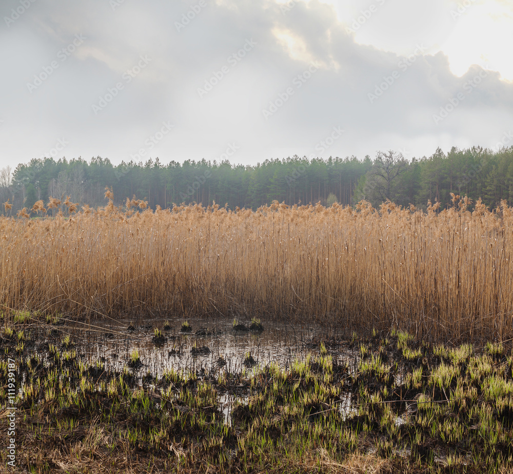 Obraz premium Swamp with dry grass spring evening