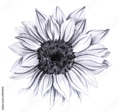 Sunflower in bloom, hand drawn on white background