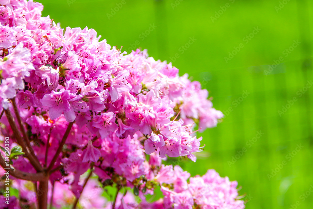 Fototapeta premium Rhododendren (Ericaceae)