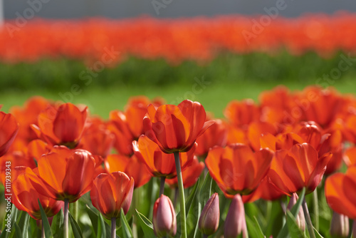 A lot of red tulips