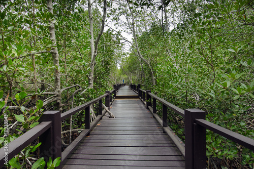 Wood passage way into mangrove forest  Trees include Rhizophorac