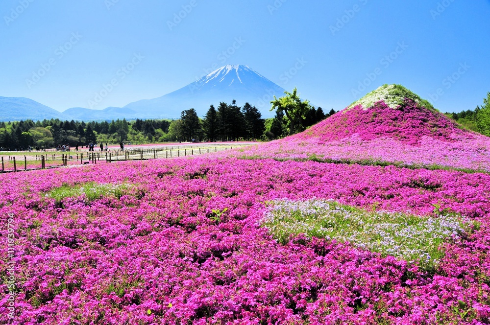 Obraz premium 富士山と芝桜