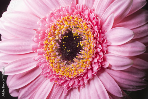 Pink Gerbera Close Up macro image.