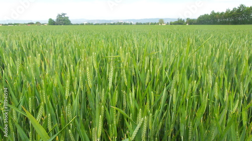 Champ de blé