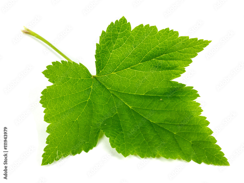 Currant tree leaf isolated on white background Currant tree leaf isolated on white background