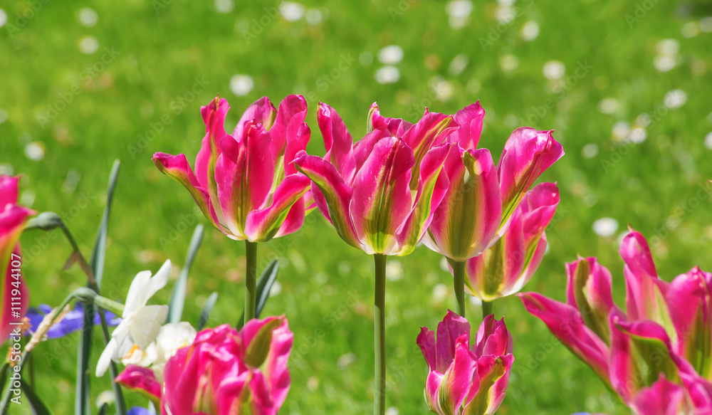Obraz premium Tulips