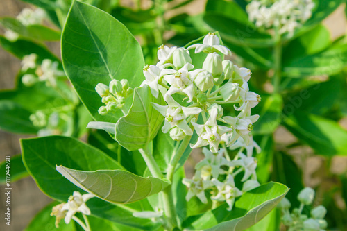 crownflower with green leaf photo