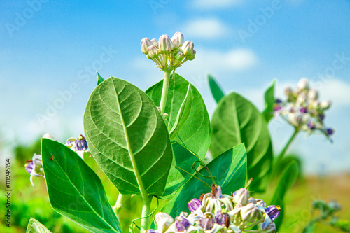 crownflower with green leaf photo