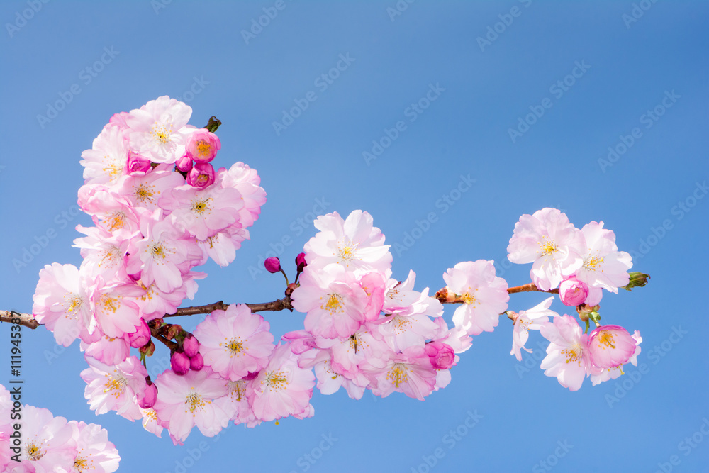 Fototapeta premium Twig with pink cherry blossoms