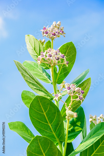 crownflower with green leaf photo