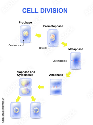 Cell division. Mitosis
