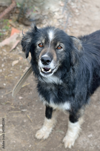 A large shaggy dog on a chain.