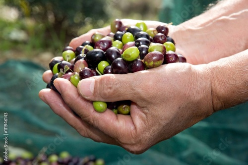 olive, raccolta delle olive, olio extravergine photo