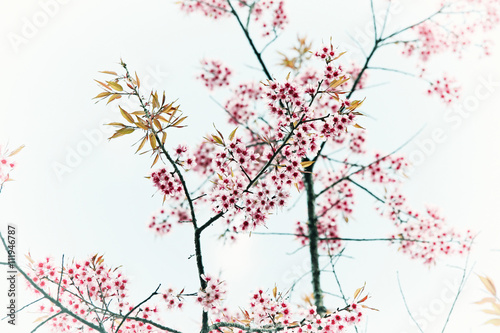 Close up Sakura Cherry Blossom, Spring, Vintage style.