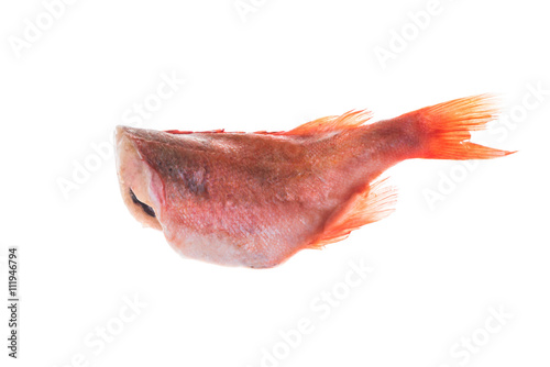 Colorful red grouper fish on white background