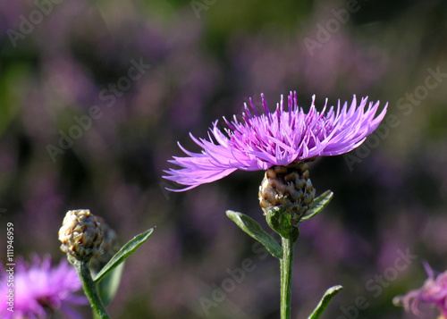 Foto Flockenblume