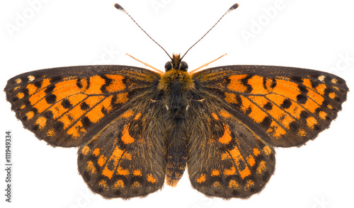 The Melitaea trivia lesser spotted fritillary beautiful butterfly isolated on white background, dorsal view. © Anton