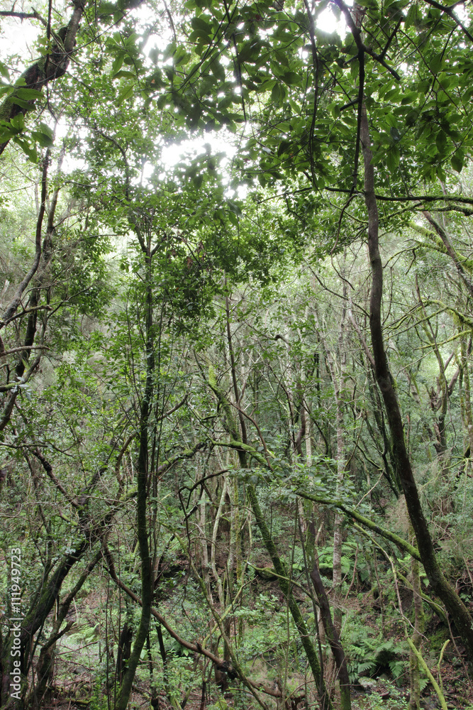 Urwald Bäume Regenwald Wald La Gomera Kanarische Inseln 