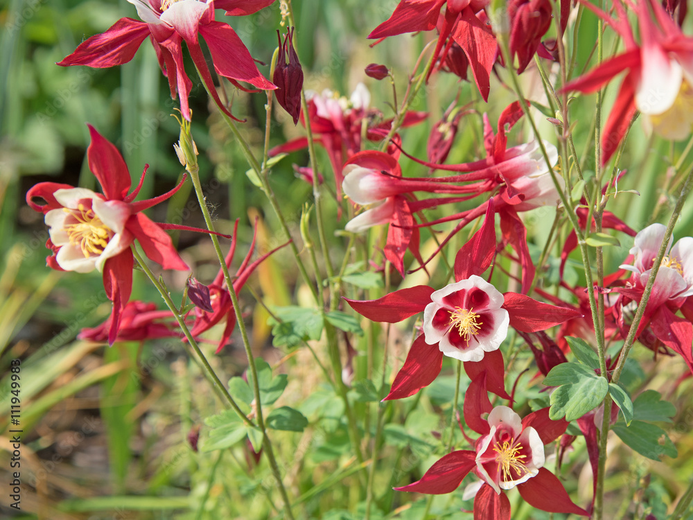 Akelei, Aquilegia, Elfenschuh, Zigeunerglocken Akelei, Aquilegia, Elfenschuh, Zigeunerglocken