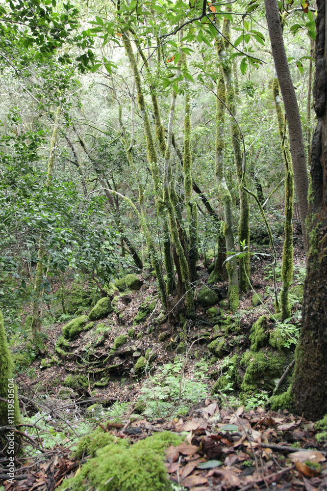 Urwald Bäume Regenwald Wald La Gomera Kanarische Inseln Urwald Bäume Regenwald Wald La Gomera Kanarische Inseln