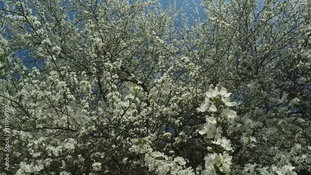 cherry tree blossom