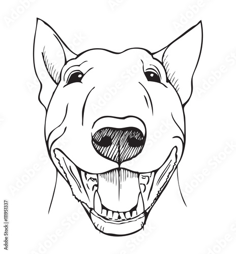 bull terrier funny face photo