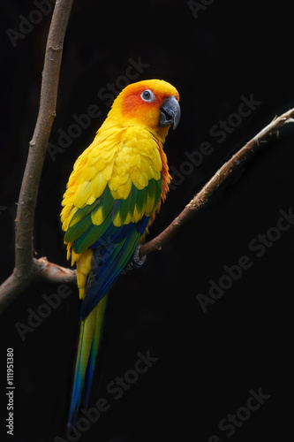 Photo Sun parakeet (Aratinga solstitialis)