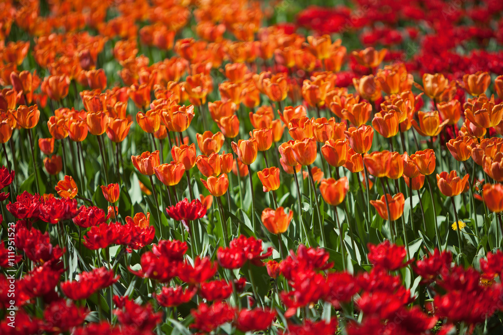 Group of tulips