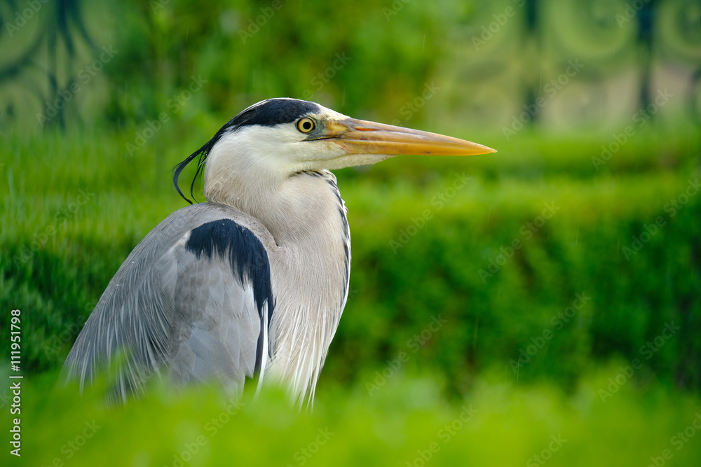 héron cendré oiseau échassier bec affût aigrette plume cou héron cendré oiseau échassier bec affût aigrette plume cou