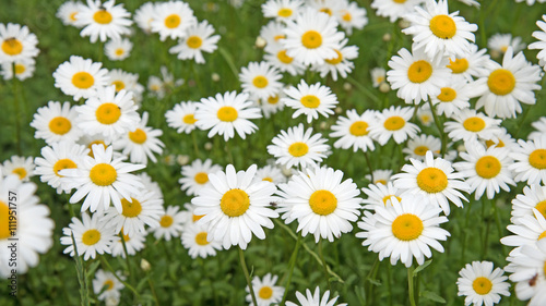 Margeriten, Leucanthemum, Blumenwiese © M. Schuppich