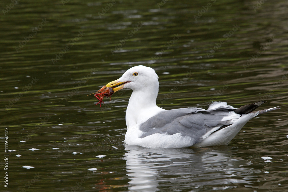 California Gull caught crawdad swimming in lake pond