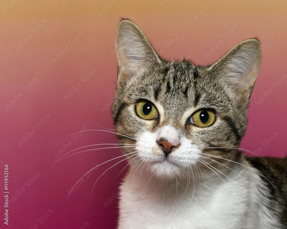White and gray stripped tabby cat with white chest and yellow eyes on a pink and yellow mottled background looking watching with yellow eyes.