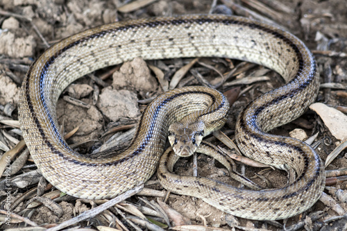 Rhinechis scalaris, called also stairs Snake, Spain