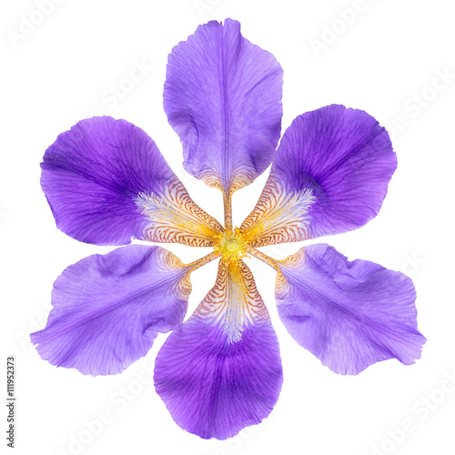 Fototapeta Naklejka Na Ścianę i Meble -  abstract fantastic lilac iris flowers on is isolated on white ba