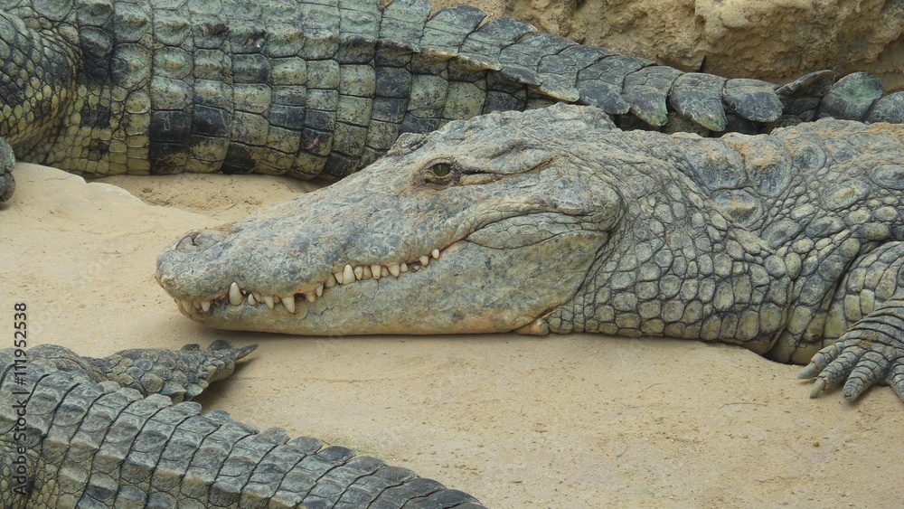 Obraz premium Crocodile