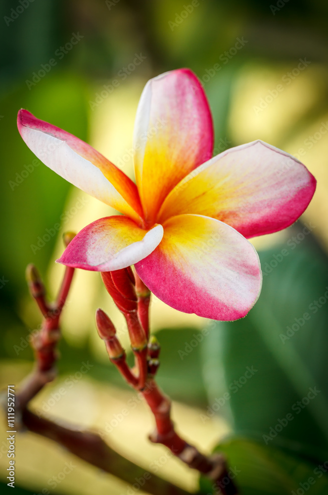 Plumeria (frangipani) on green background.