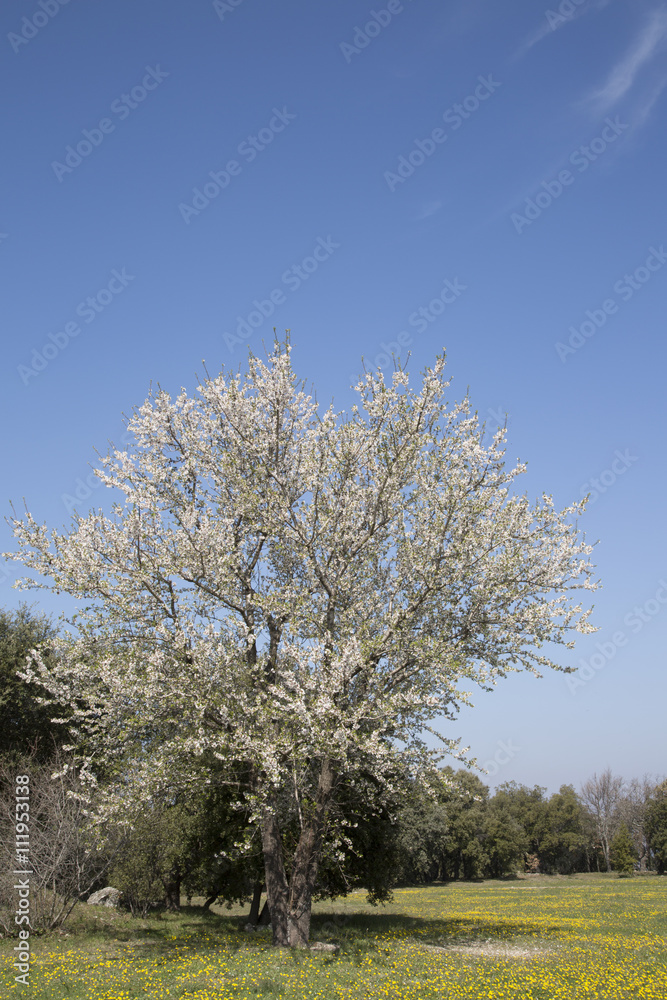 Blossom on Tree Blossom on Tree