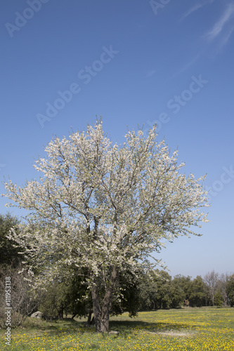 Blossom on Tree
