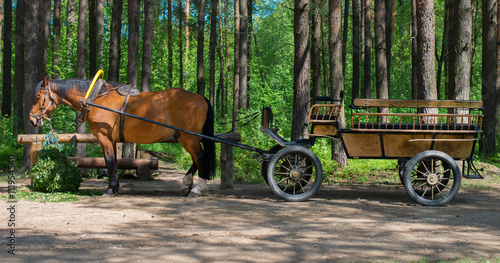 Brown horse with cart in the forest.
