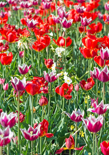 Many spring red tulips in the garden.