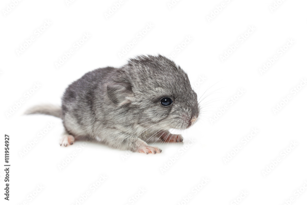 Chinchilla baby isolated over white background Chinchilla baby isolated over white background