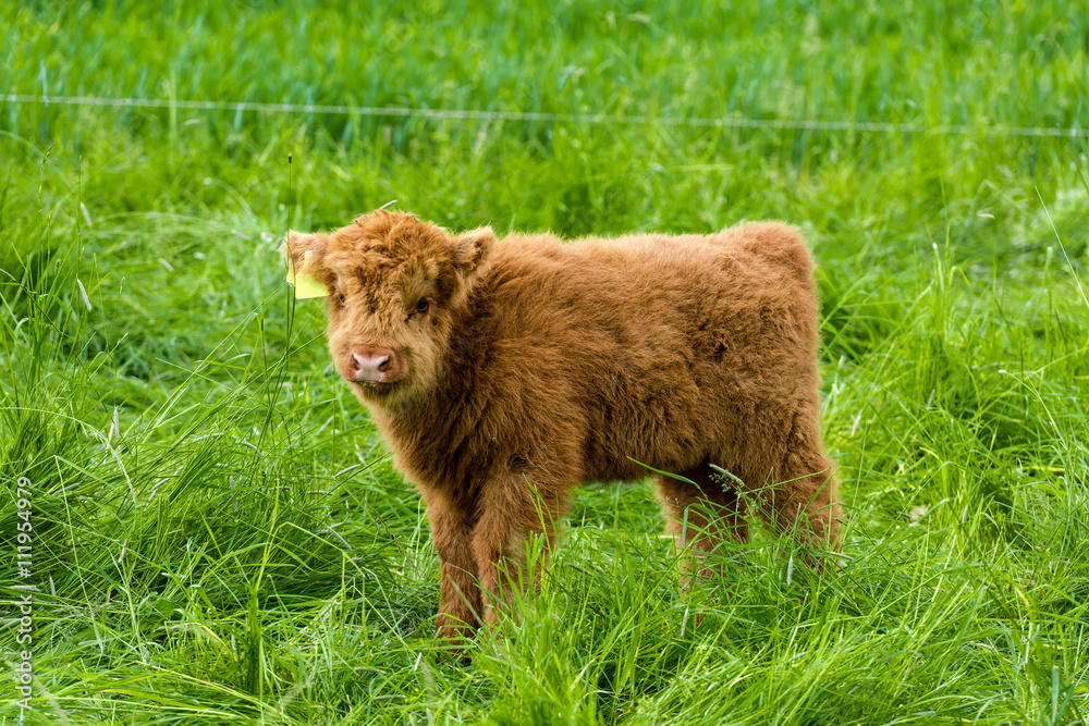 Fototapeta premium Juvenile Highland Cattle