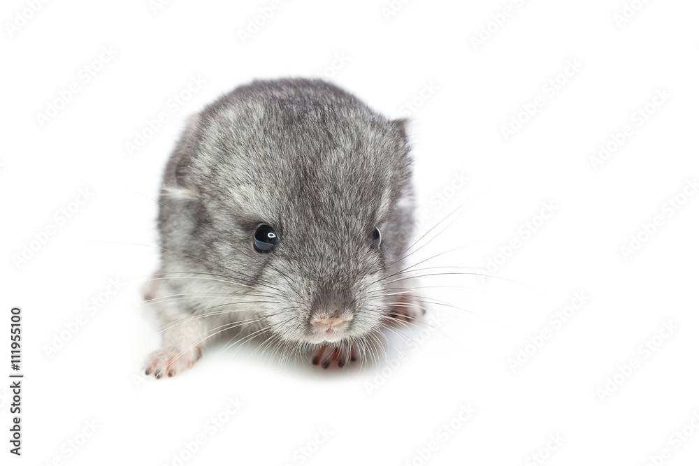 Chinchilla baby isolated over white background Chinchilla baby isolated over white background