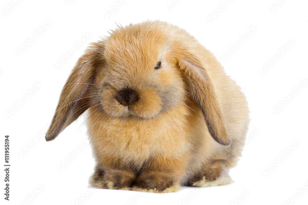rabbit lop-eared rabbit lop-eared