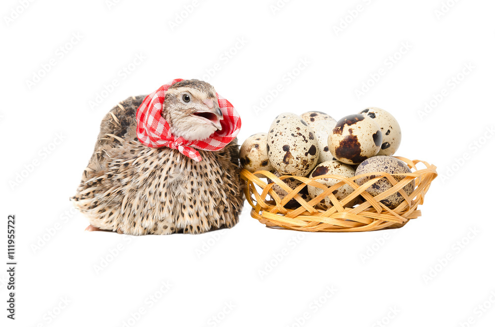 Quail in the neckerchief sitting next to a basket of quail eggs Quail in the neckerchief sitting next to a basket of quail eggs