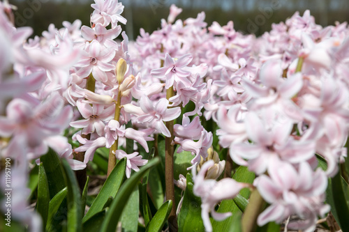 hyacinths from Amsterdam