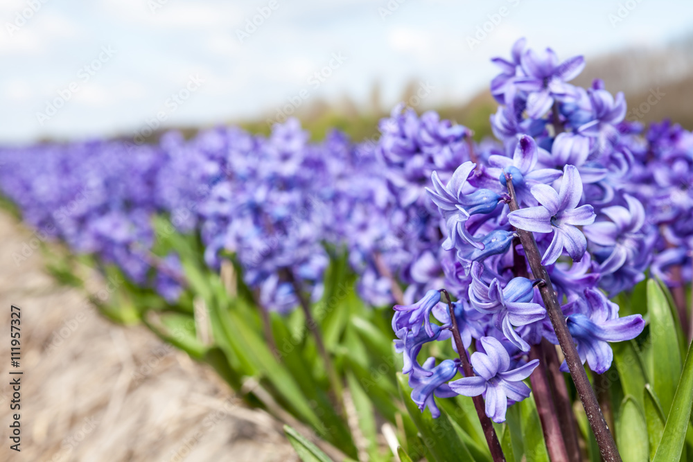 Obraz premium hyacinths from Amsterdam