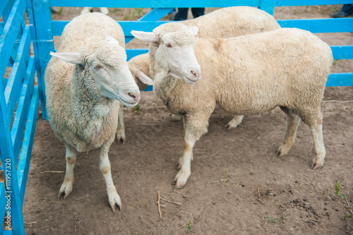 Fototapeta Naklejka Na Ścianę i Meble -  Sheep on a farm