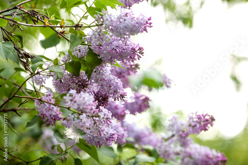 Lush purple lilac branch